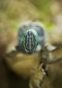 Dragon King Yaksha Katana