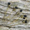 Gebendenadeln mit Perle, 5er Set
