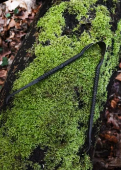 Handgeschmiedete Zange aus Eisen