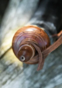 Pulverhorn mit Absperrhahn aus Messing und Lederband